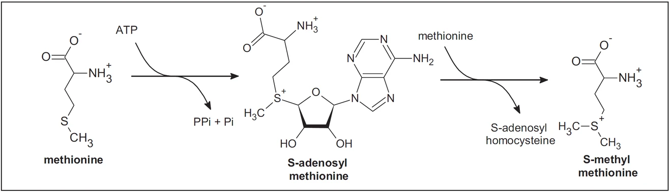 Obr. 1 Vznik S-methylmethioninu