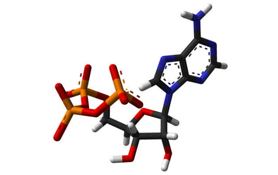Přírodovědci.cz: Enzym acetaldehyd dehydrogenasa přeměňuje acetaldehyd na acetát za vzniku molekuly NADH