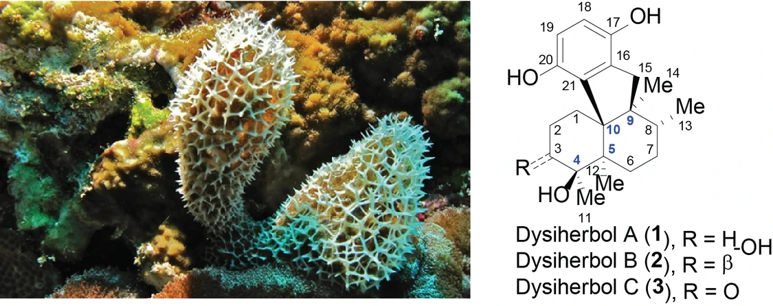 Nadace Experientia: Obr. 1: Mořský živočich rodu Dysidea a struktura nedávno izolovaných molekul