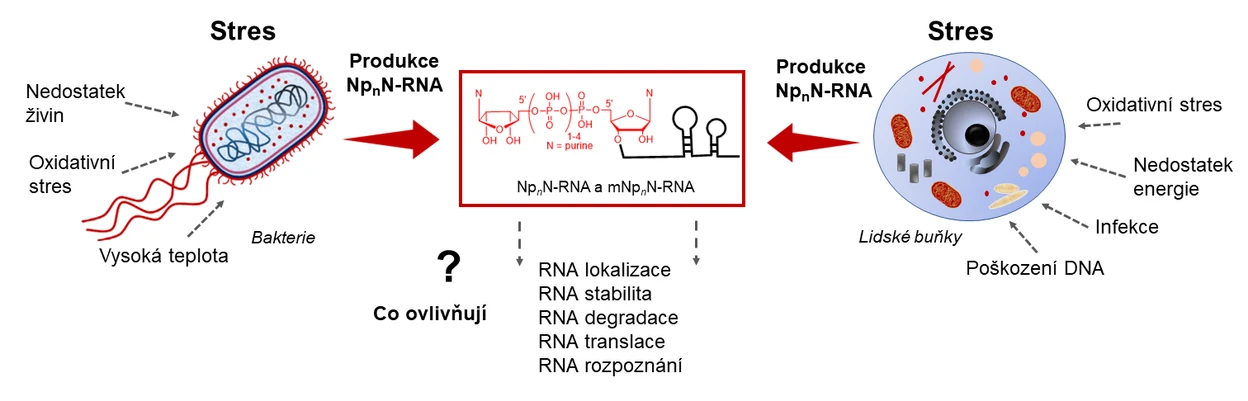 Hana Cahová: Projekt Hany Macíčkové Cahové