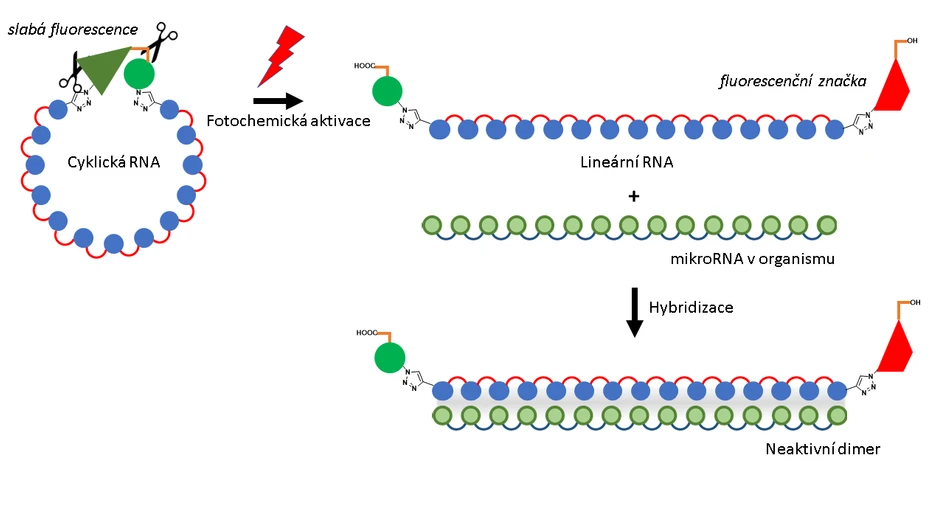 Obrázek 2: Viditelné světlo (symbol červeného blesku) rozštěpí slabě fluorescenční linker na dvou místech (symbol nůžek). Vzniká tak lineární RNA opatřená fluorescenční značkou (červený lichoběžník). Lineární RNA je konformačně flexibilní a může hybridizovat s mikroRNA v organismu a zablokovat její funkci tvorbou neaktivního dimeru (vpravo dole).