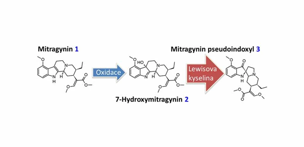 Nadace Experientia: Mitragynin