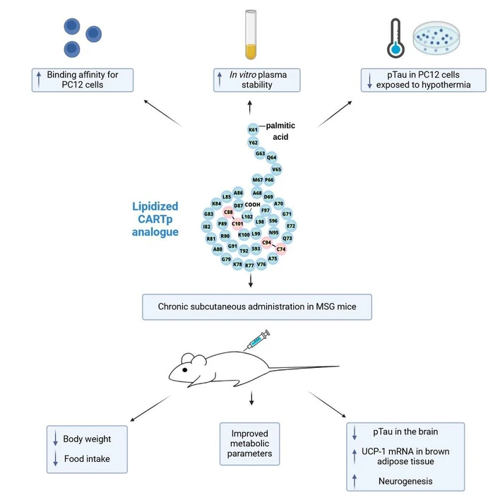 ÚOCHB AV ČR: Upravený peptid odvozený od přirozeného peptidu CART. Po opakovaném podání myším trpícím obezitou a prediabetem začaly myši méně jíst, zhubly a zlepšil se jejich metabolismus. Jejich mozek vykazoval sníženou patologii proteinu Tau a v mozku se též začaly tvořit nové nervové buňky.