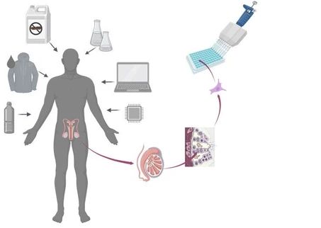 RECETOX završil projekt na hodnocení mužské reprodukční toxicity bez využití zvířat