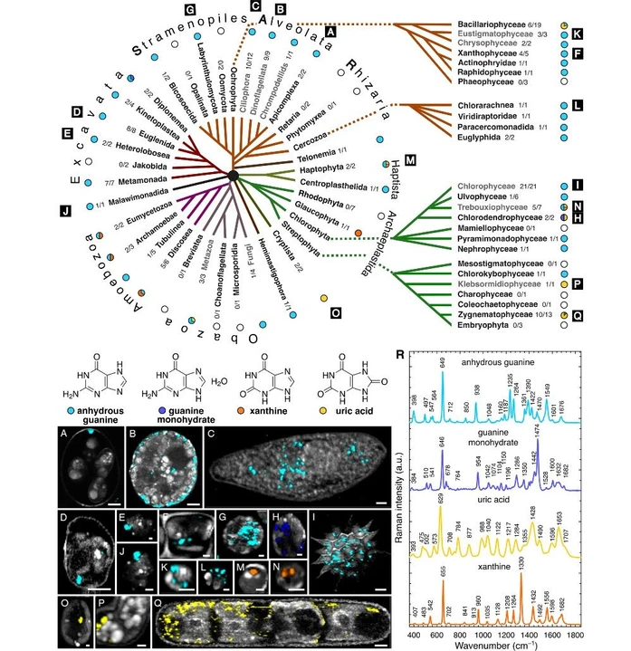 SSJMM: Obr. 1. Výskyt purinových biokrystalů vyznačených na fylogentickém stromě napříč jednobuněčnými eukaryoty: anhydrický guanin (světle modrá), monohydrický guanin (tmavě fialová), kyselina močová (žlutá) a xanthin (oranžová) s koláčovými grafy jejich proporcí v jednotlivých skupinách a Ramanovými chemickými mapami ve vybraných zástupcích (A–Q) spolu s příslušnými spektry (R). A Eimeria maxima, (B) Glenodinium foliaceum, (C) Paramecium sp., (D) Eutreptiella gymnastica, (E) Naegleria gruberi, (F) Tribonema aequale, (G) Schizochytrium sp., (H) Tetraselmis subcordiformis, (I) Pediastrum duplex, (J) Gefionella okellyi, (K) Nannochloropsis oculata, (L) Bigelowiella natans, (M) Isochrysis sp., (N) Chlorella vulgaris, (O) Cryptomonas sp., (P) Klebsormidium flaccidum, (Q) Penium margaritaceum. Scale bars: 5 μm (A–D, I, Q), 1 μm (E–H).