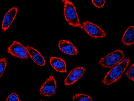 Vědci vyvinuli metodu, která spouští chemické reakce podle pH buněk