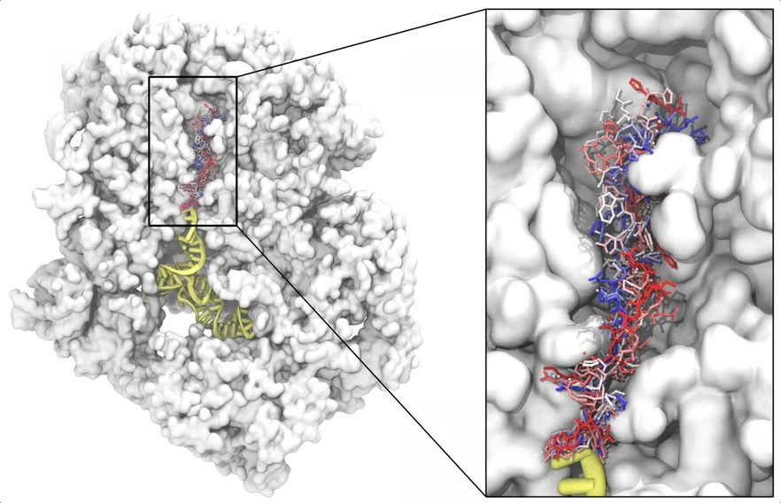 VŠCHT: Laboratoř dynamiky biomolekul: Průřez bakteriálním ribozomem. V peptidovém tunelu je vyznačeno několik konformací nově vznikajícího proteinu.