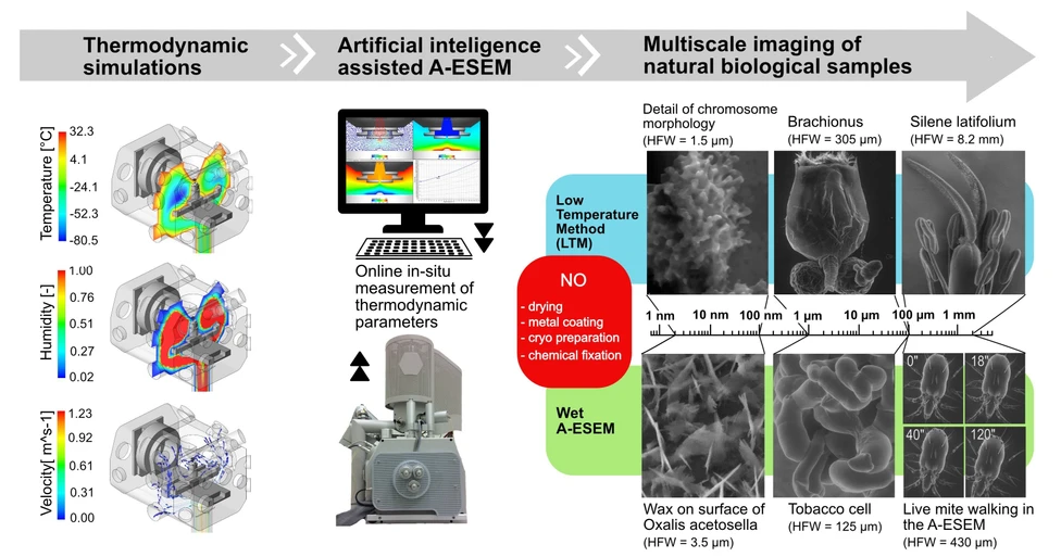 Vědavýzkum.cz: Čeští vědci jako první zobrazili povrchovou strukturu chromozomu – díky inovaci elektronové mikroskopie.