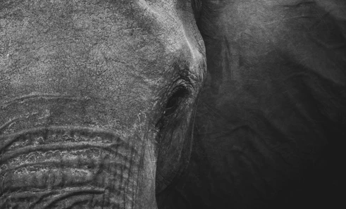 Jak se rozvíjí antibiotická rezistence a co působí izolace u dívek – zajímavé publikace z biologie a medicíny 