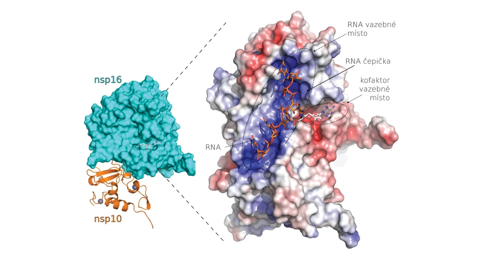 <p>ÚOCHB/Petra Krafčíková: Vědci popsali strukturu proteinů nového koronaviru vhodných pro návrh nových léků</p>
