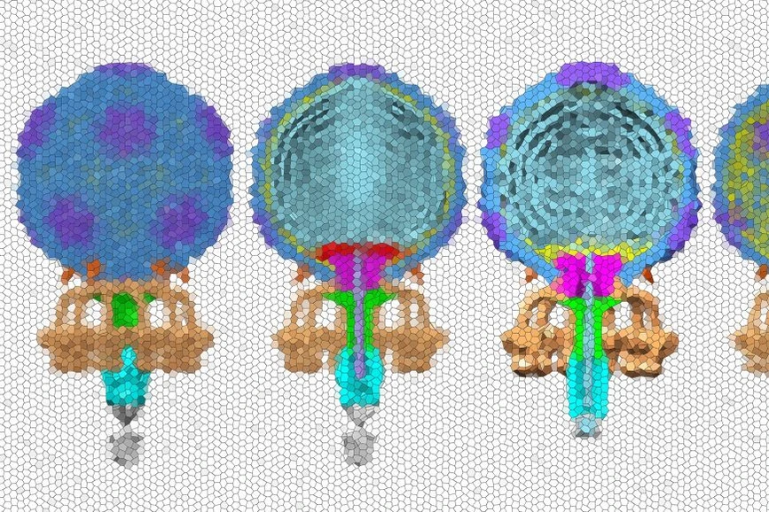 Masarykova univerzita, Magazín M, CC-BY: Umělecké zobrazení struktur bakteriofága P68 v různých fázích jeho životního cyklu.