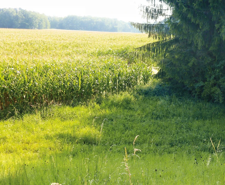 Obr. 20. Kukuřičné pole v povodí Medulánu
