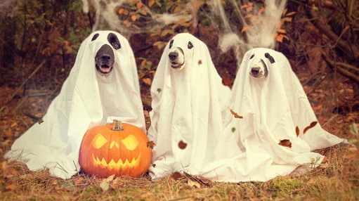 Halloween Webinar Series: Ghost Peaks & Friends (Peak Issues)